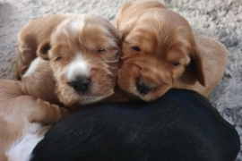 Beautiful Show Cocker Spaniel Puppies Mungo Dad