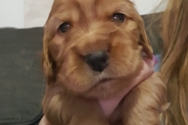 Beautiful Show Cocker Spaniel Puppies Mungo Dad