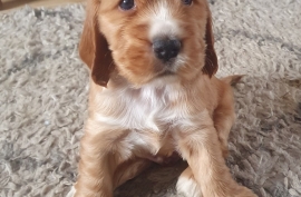 Beautiful Show Cocker Spaniel Puppies Mungo Dad