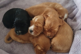 Beautiful Show Cocker Spaniel Puppies Mungo Dad