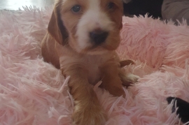 Beautiful Show Cocker Spaniel Puppies Mungo Dad