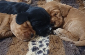 Beautiful Show Cocker Spaniel Puppies Mungo Dad