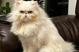 Pure pedigree Persian cat 