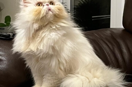 Pure pedigree Persian cat 