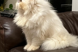 Pure pedigree Persian cat 