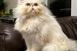 Pure pedigree Persian cat 