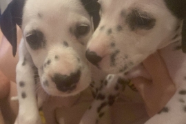 Dalmatian puppies