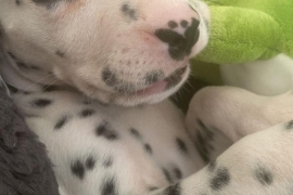 Dalmatian puppies