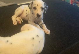 Dalmatian puppies