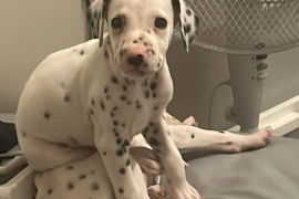 Dalmatian puppies