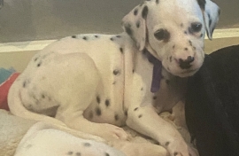 Dalmatian puppies