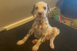 Dalmatian puppies