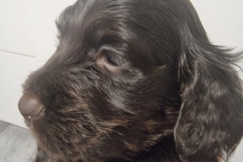 Cockapoo puppies ready in 2 weeks