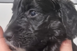 Cockapoo puppies ready in 2 weeks