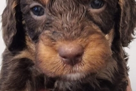 Cockapoo puppies ready in 2 weeks
