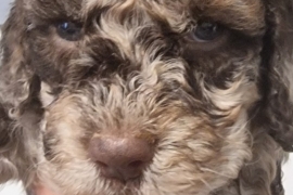 Cockapoo puppies ready in 2 weeks