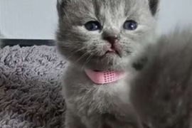 Beautiful British Shorthair Kittens