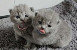 Beautiful British Shorthair Kittens