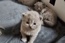 Beautiful British Shorthair Kittens