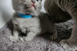 Beautiful British Shorthair Kittens