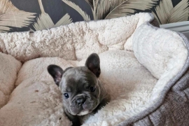 French bulldog puppies 