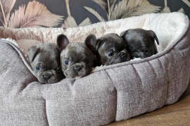 French bulldog puppies 