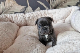 French bulldog puppies 