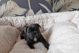 French bulldog puppies 