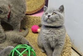 Beautiful British Shorthair kittens