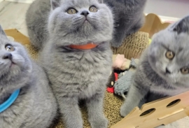 Beautiful British Shorthair kittens
