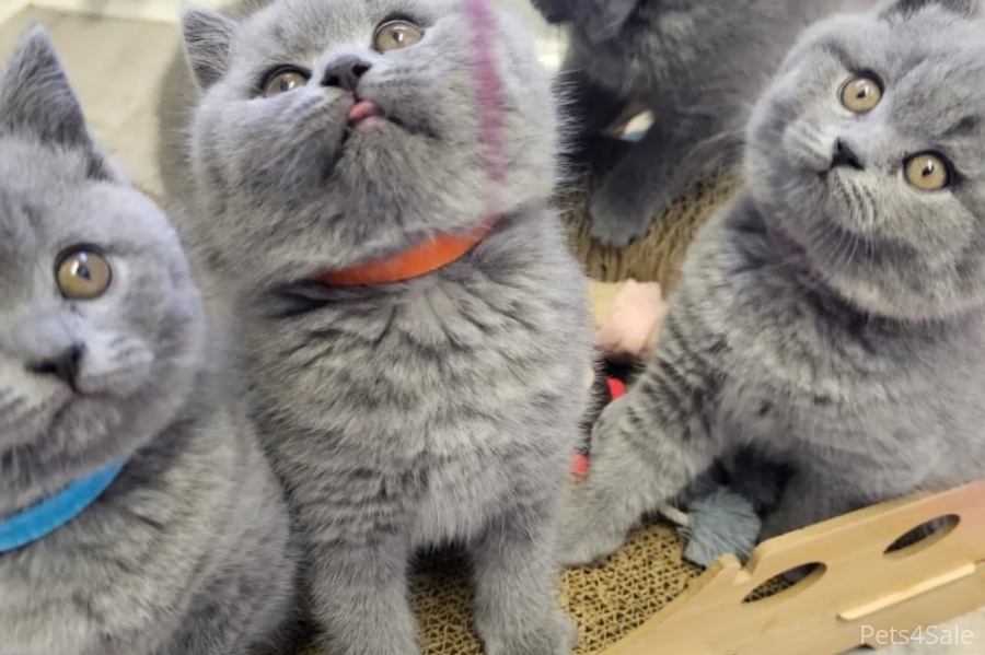 Beautiful British Shorthair kittens