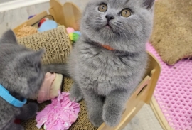 Beautiful British Shorthair kittens