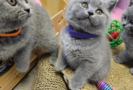 Beautiful British Shorthair kittens