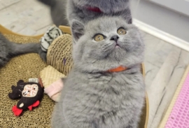 Beautiful British Shorthair kittens