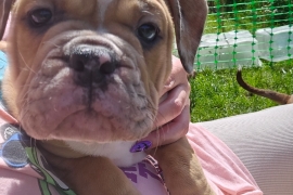 8 Purebred Olde English Bulldogges for Sale