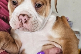 8 Purebred Olde English Bulldogges for Sale