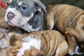 8 Purebred Olde English Bulldogges for Sale