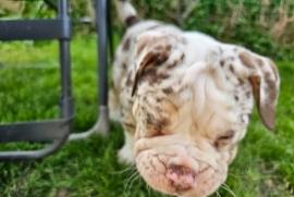 8 Purebred Olde English Bulldogges for Sale