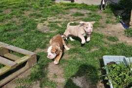 8 Purebred Olde English Bulldogges for Sale