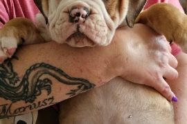 8 Purebred Olde English Bulldogges for Sale