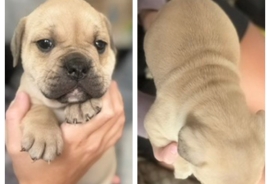 5 stunning English bulldog puppy’s