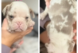 5 stunning English bulldog puppy’s