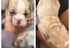 5 stunning English bulldog puppy’s