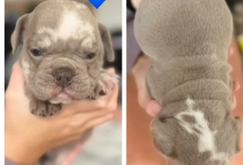 5 stunning English bulldog puppy’s