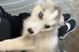 Husky x malamutes for sale 