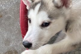 Husky x malamutes for sale 