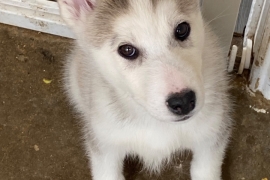 Husky x malamutes for sale 