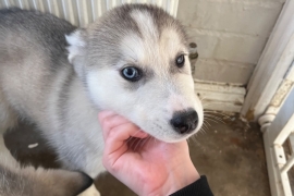 Husky x malamutes for sale 