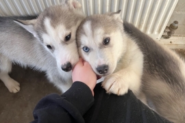 Husky x malamutes for sale 