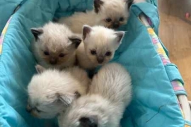 purebred  -  ragdoll kittens for sale